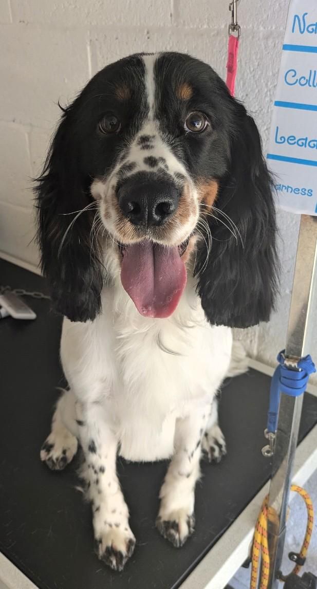 Groomed dog at Misty's
